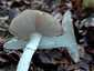 Szürke galóca (Amanita excelsa), Őrség